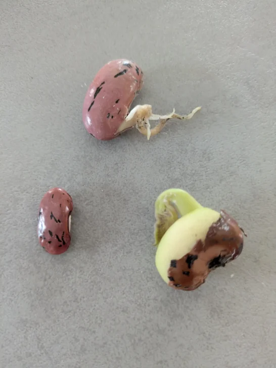 Die Feuerbohne Drei Bohnen in unterschiedlicher Farbe und Größe die keimen.